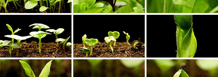 种子发芽植物快速生长延时绿色幼苗嫩苗从土壤破土而出短视频素材插图6