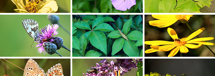 清新大自然微距昆虫绿叶子花朵蜗牛蝴蝶蜜蜂小虫子特写短视频素材插图6