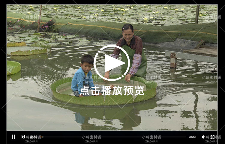 农业农耕收割水稻棉花横版高清抖音自媒体pr剪辑背景视频素材插图5