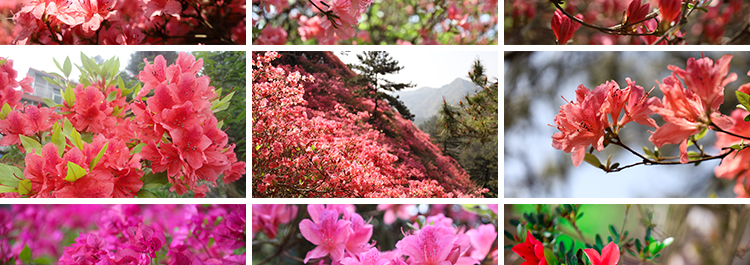 盛开杜鹃花特写唯美花卉花朵鲜花植物映山红春天花海摄影图片素材插图6