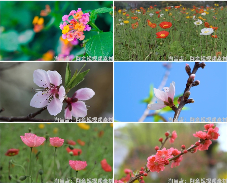 春暖花开花朵绽放花卉鲜花风景素材高清春天自然治愈系短视频背景插图6