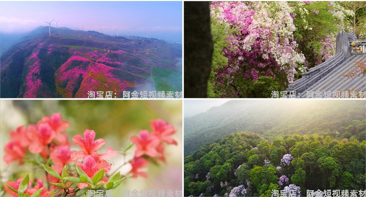 杜鹃花花海盛开春天春暖花开绽放风景素材高清自然实拍短视频背景插图6