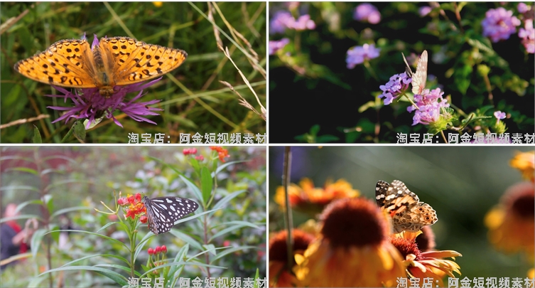 蝴蝶飞舞合集春天花朵自然风景抖音短视频自媒体高清实拍素材剪辑插图5