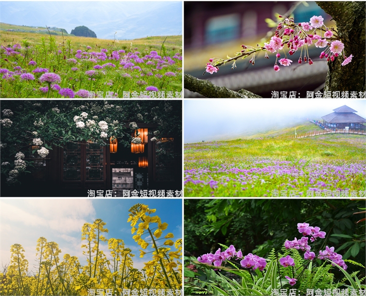 花海花田花朵花丛jpg风景高清抖音绿幕虚拟直播间led背景图片素材插图5