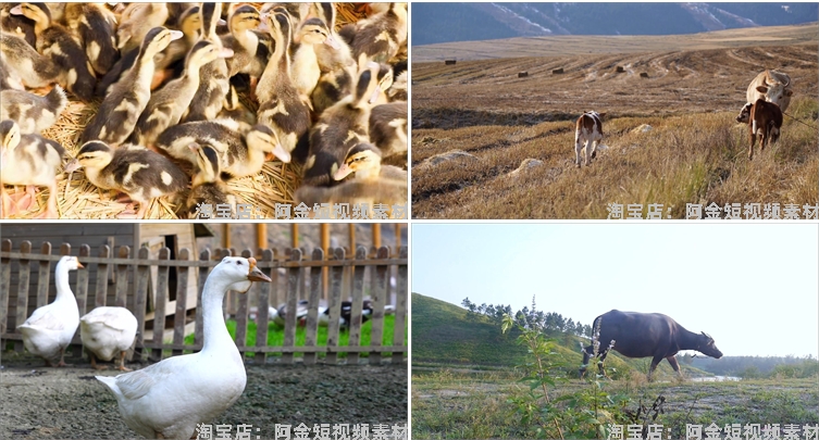 鸡鸭牛羊家禽类养殖耕牛群猪圈抖音短视频自媒体高清实拍素材剪辑插图6