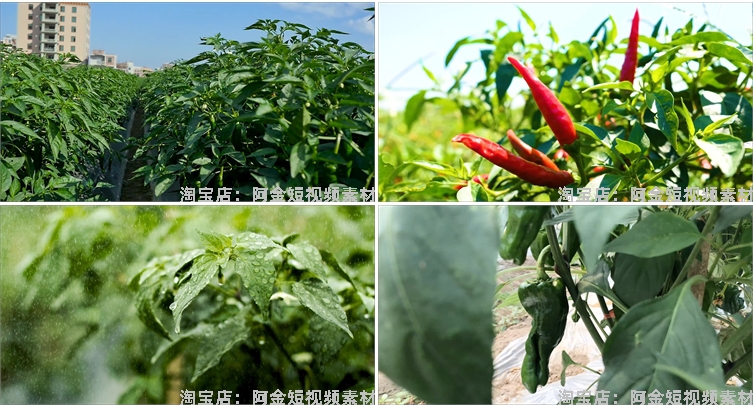 晾晒红辣椒小米农业种植收获采摘青辣椒抖音视频高清实拍素材剪辑插图6