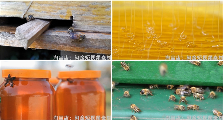 蜜蜂人养蜂蜂巢养殖采蜂蜜蜂箱抖音短视频自媒体高清实拍素材剪辑插图6