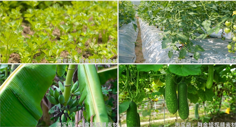 农业发展水稻水果种植大棚有机素材小麦玉米视频高清实拍素材剪辑插图6