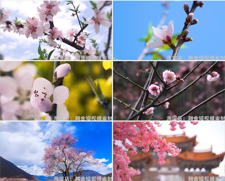 唯美浪漫桃花春暖花开乡村风景素材高清旅游自然治愈系短视频背景插图6