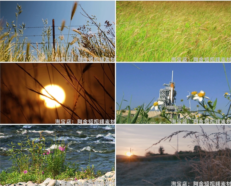 唯美野花野草自然植物夕阳风景素材高清旅游自然治愈系短视频背景插图4