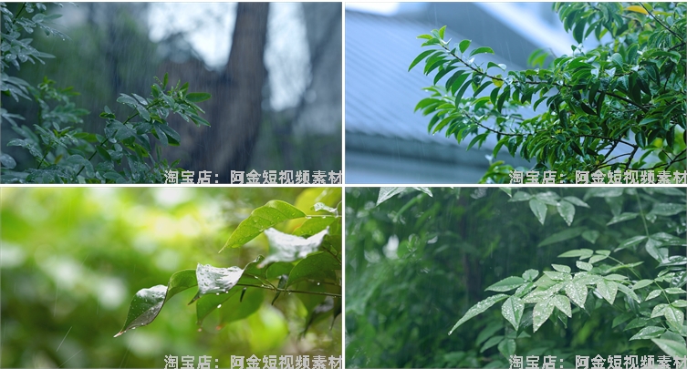 下雨雨滴绿叶清新绿色植物风景素材高清旅游自然治愈系短视频背景插图6