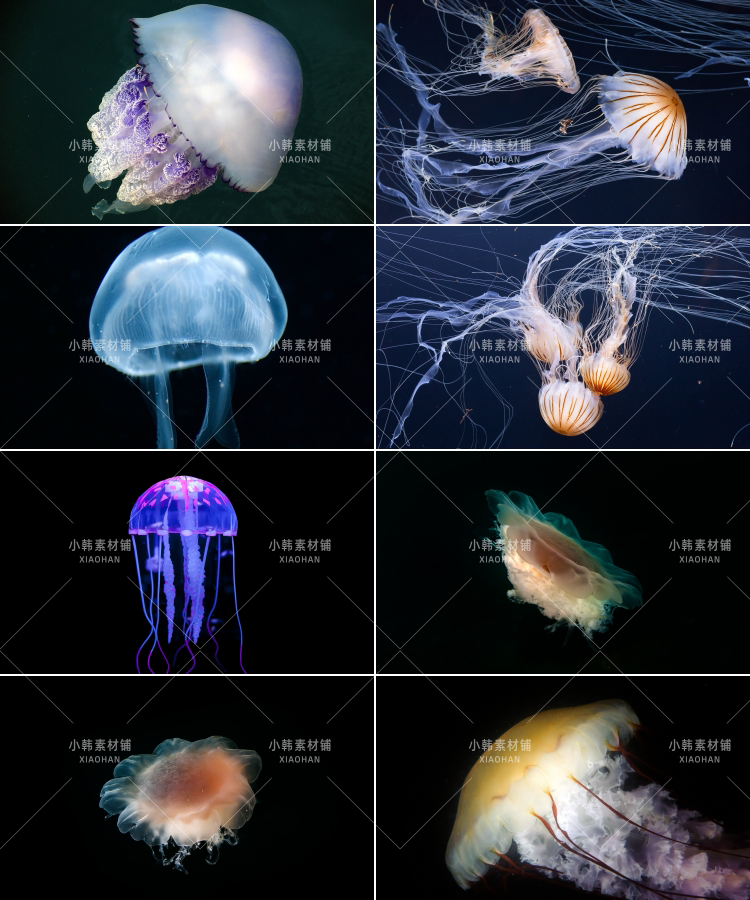 60张水母海洋生物横版高清抖音自媒体pr剪辑背景图片素材插图6