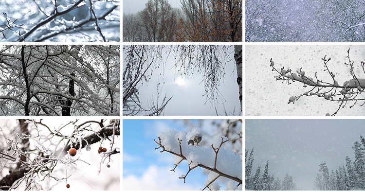 冬季雪天树林森林树枝头积雪冬天大雪花飘落枯树下雪地面视频素材插图7