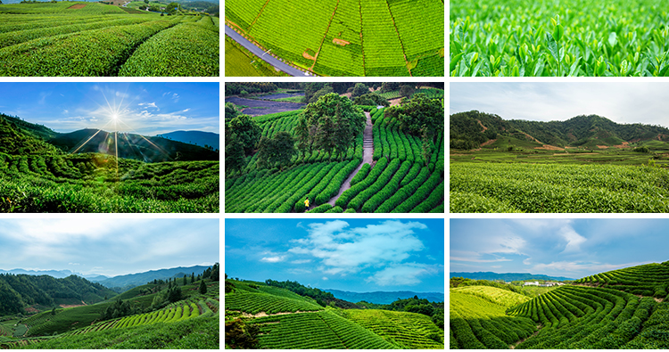 茶园茶山上茶叶茶树嫩芽绿茶采茶梯田茶场田园自然风光图片照素材插图7