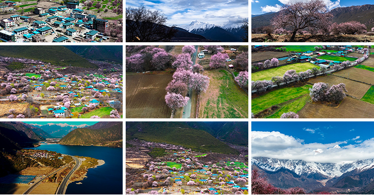 西藏林芝风光桃花节波密桃花沟藏族村落风景旅游景点高清视频素材插图7