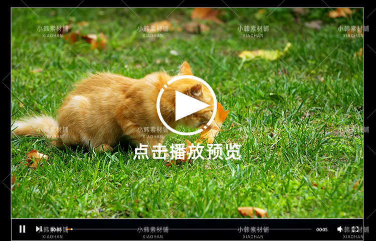 小猫可爱动物横版高清抖音自媒体pr剪辑背景视频素材插图6