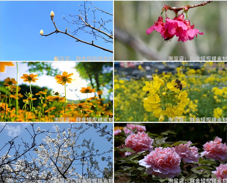 春暖花开花朵绽放花卉鲜花风景素材高清春天自然治愈系短视频背景插图7