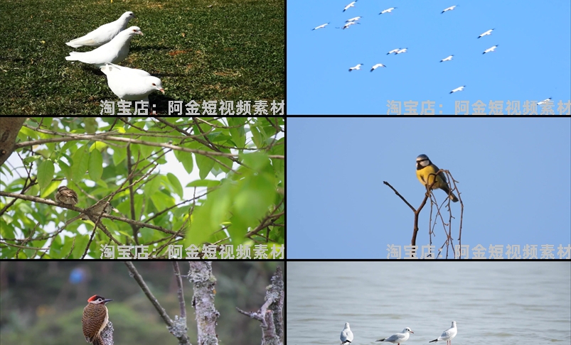 飞鸟岸边的海鸥飞翔树枝上的小鸟动物麻雀鸟空镜头剪辑短视频素材插图6