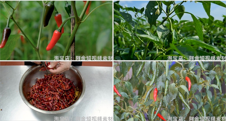 晾晒红辣椒小米农业种植收获采摘青辣椒抖音视频高清实拍素材剪辑插图7