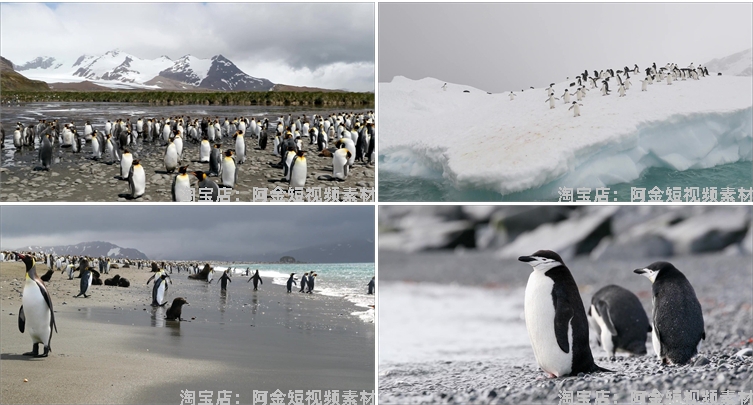 南极企鹅冰山冰川雪山动物风景素材高清旅游自然治愈系短视频背景插图7