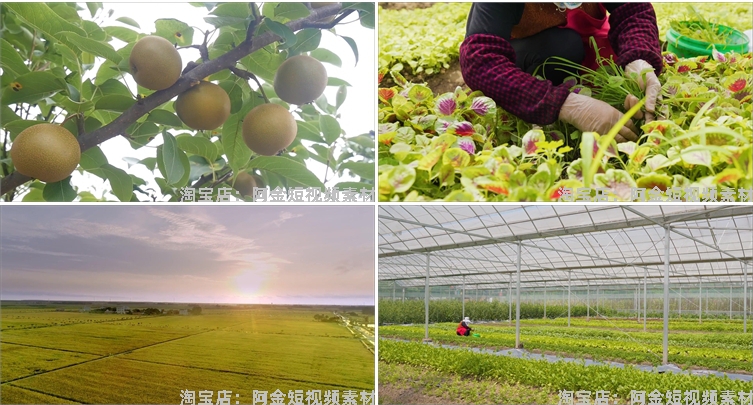 农业发展水稻水果种植大棚有机素材小麦玉米视频高清实拍素材剪辑插图7