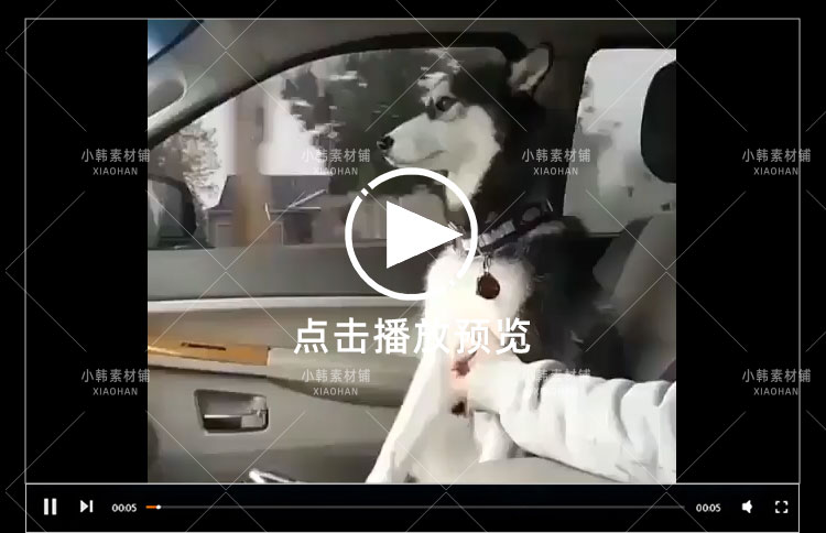 搞笑幽默动物宠物萌宠短视频设计素材可爱猫咪狗狗爆笑呆萌高清插图7