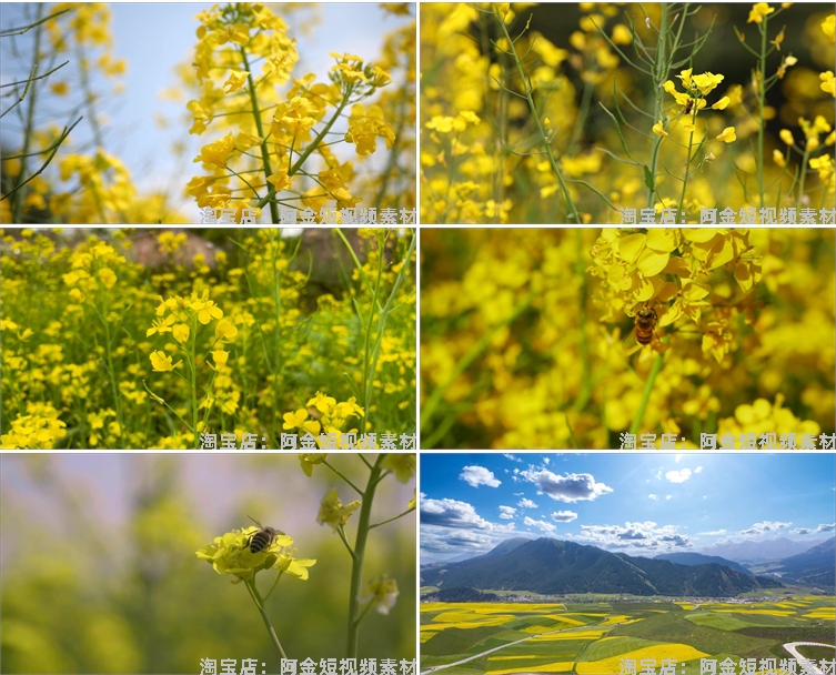 油菜花海唯美春天田园横屏风景素材高清旅游自然治愈系短视频背景插图7