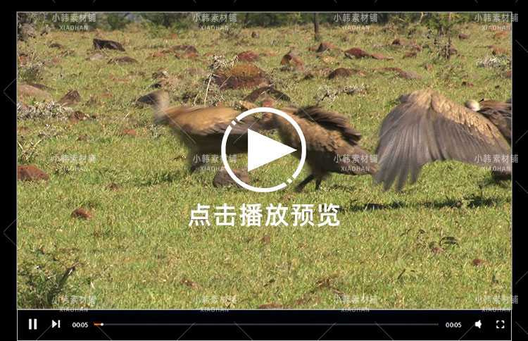 国家地理生命探索纪录片掠食动物生存战中视频自媒体解说视频素材插图7