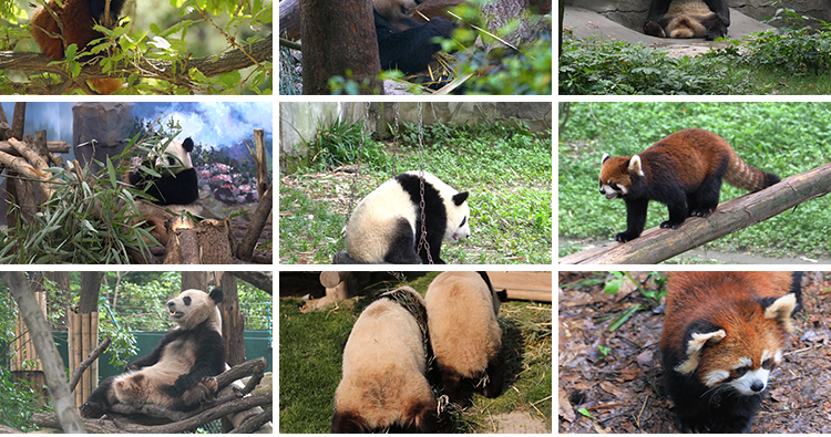 四川成都大熊猫动物园基地国宝吃竹子睡觉玩耍保护动物短视频素材插图7