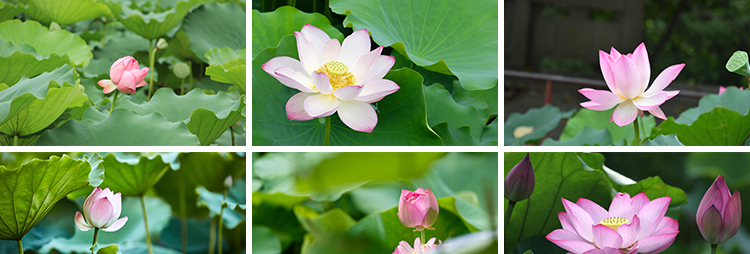 荷花荷叶粉红白色荷塘夏日莲蓬莲花植物特写实拍摄影照片图片素材插图5