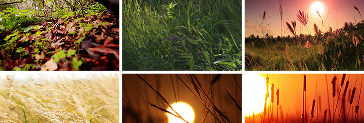 唯美自然植物风景小清新野草枯草野花夕阳日落治愈系特写视频素材插图5