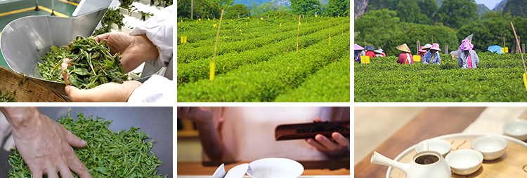 茶园采茶航拍倒茶喝茶文化茶农山茶绿茶泡茶艺茶道茶叶短视频素材插图5