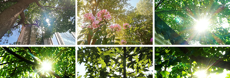 夏日阳光穿透过树叶青翠绿色森林空境头大自然树木树林短视频素材插图5