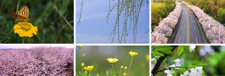 春夏秋冬天四季变换花草一年四季花草雪景LED大屏幕背景视频素材插图5