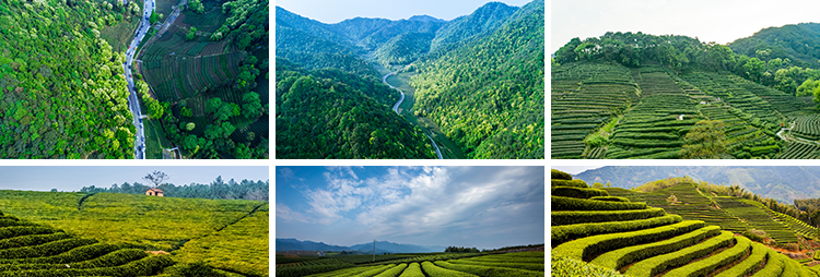 茶园茶山上茶叶茶树嫩芽绿茶采茶梯田茶场田园自然风光图片照素材插图5