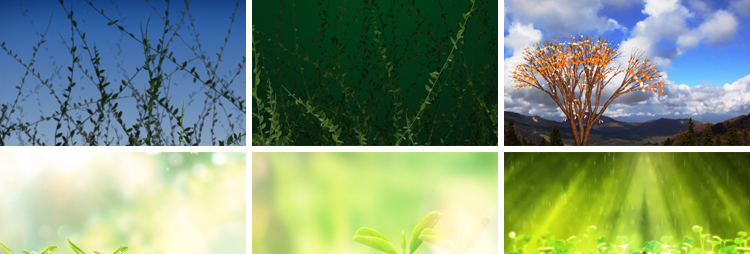 绿色植物自然生长成发芽小树水滴种子舞台LED大屏幕背景视频素材插图3