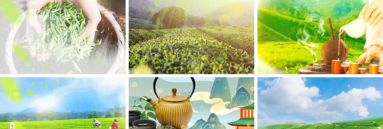 茶叶飘叶中国风茶园采茶山品茶茶田茶艺表演舞台LED背景视频素材插图5