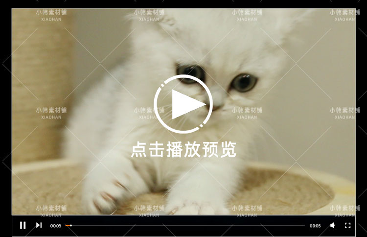 小猫可爱动物横版高清抖音自媒体pr剪辑背景视频素材插图4