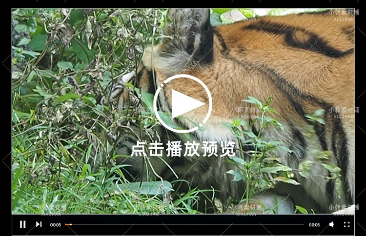 野生动物老虎狮子壁虎横版高清抖音自媒体pr剪辑背景视频素材插图4