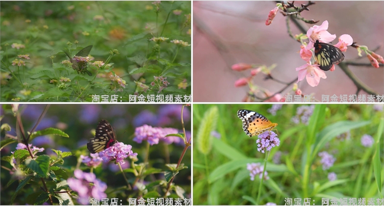 蝴蝶飞舞合集春天花朵自然风景抖音短视频自媒体高清实拍素材剪辑插图4