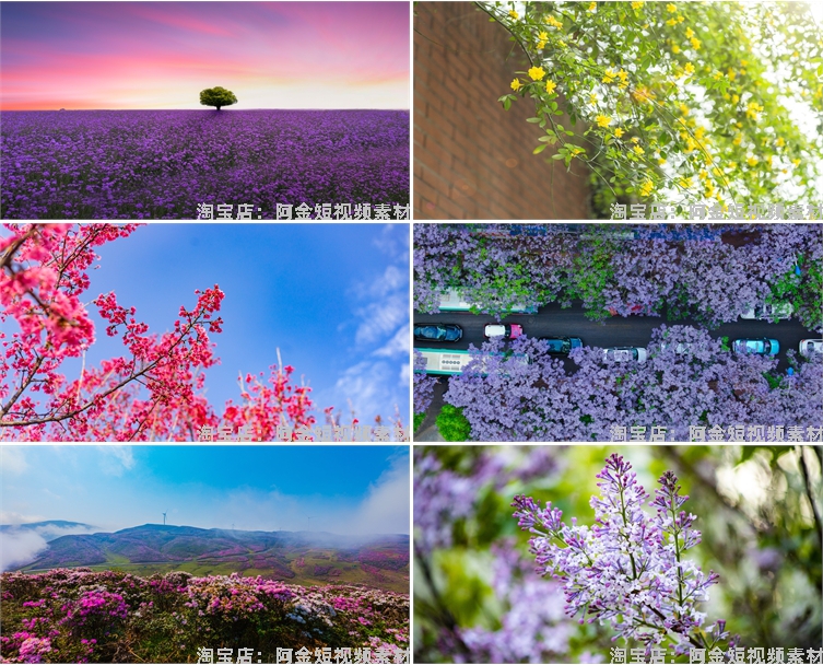 花海花田花朵花丛jpg风景高清抖音绿幕虚拟直播间led背景图片素材插图4