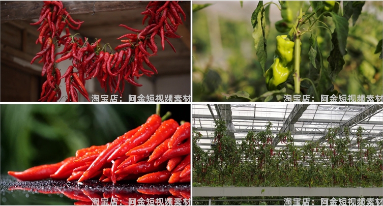 晾晒红辣椒小米农业种植收获采摘青辣椒抖音视频高清实拍素材剪辑插图5