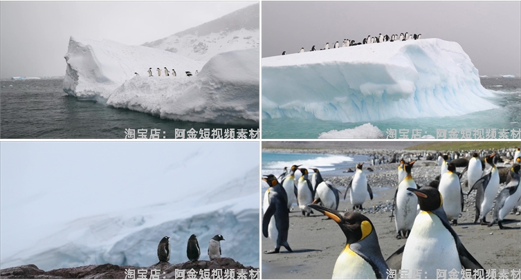 南极企鹅冰山冰川雪山动物风景素材高清旅游自然治愈系短视频背景插图5