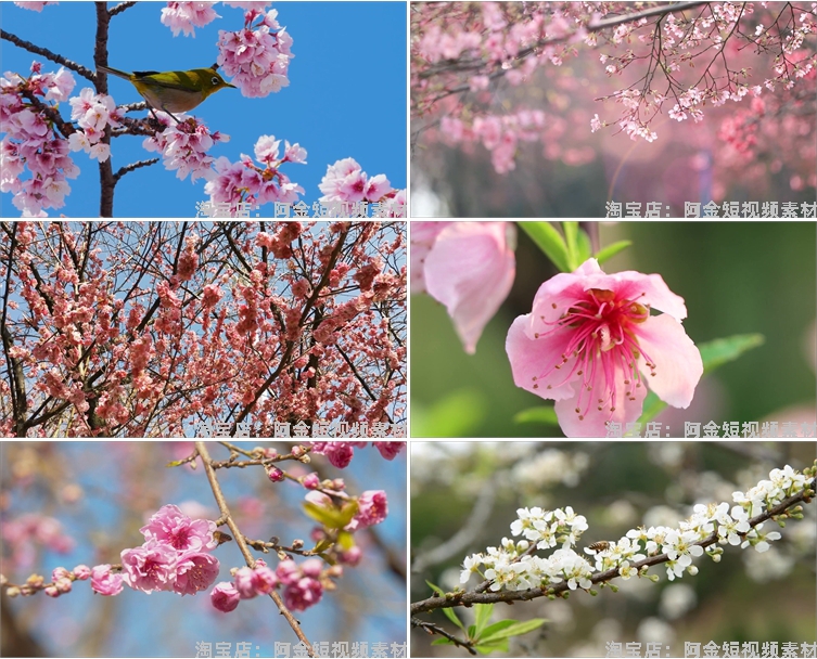 唯美浪漫桃花春暖花开乡村风景素材高清旅游自然治愈系短视频背景插图5