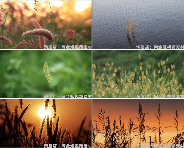 唯美野花野草自然植物夕阳风景素材高清旅游自然治愈系短视频背景插图7