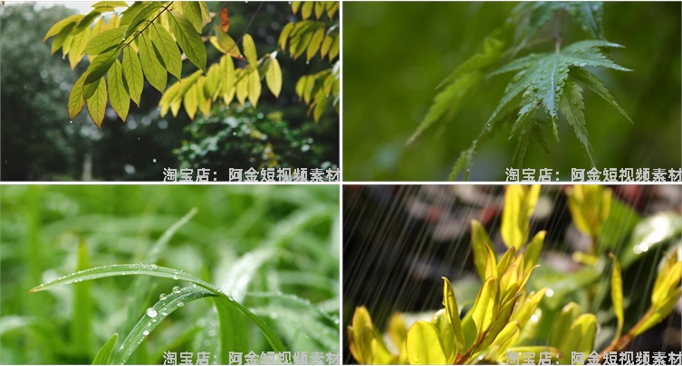 下雨雨滴绿叶清新绿色植物风景素材高清旅游自然治愈系短视频背景插图5