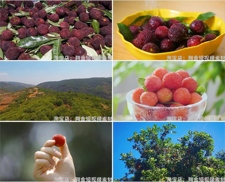 杨梅果实果园成熟丰收采摘水果抖音短视频自媒体高清实拍素材剪辑插图5