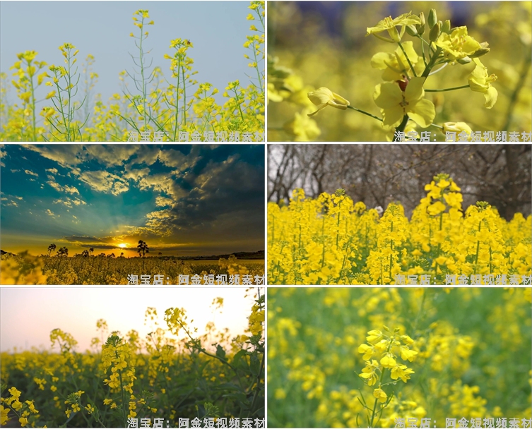 油菜花海唯美春天田园横屏风景素材高清旅游自然治愈系短视频背景插图5